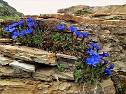 06 Genzianelle di primavera (Gentiana verna)
